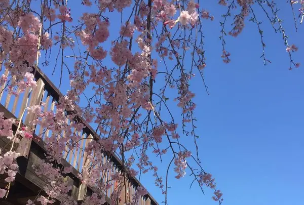 常陸風土記の丘の写真・動画_image_550276