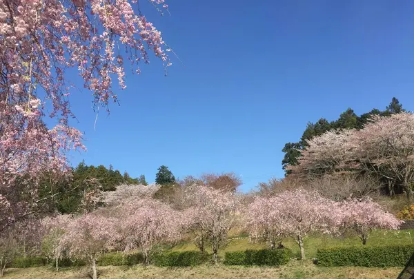 常陸風土記の丘の写真・動画_image_550279