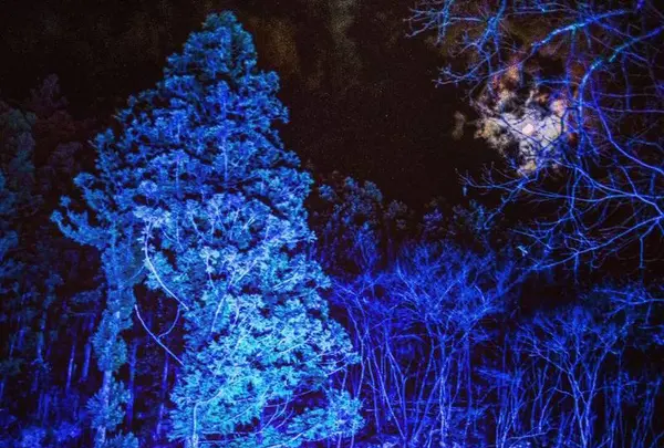 あしがくぼの氷柱の写真・動画_image_552189