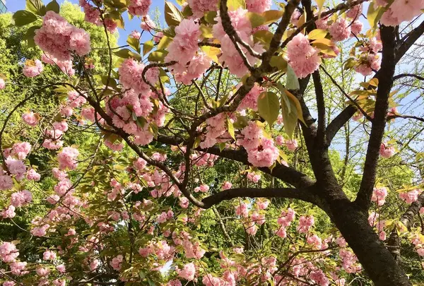 芝公園の写真・動画_image_552560