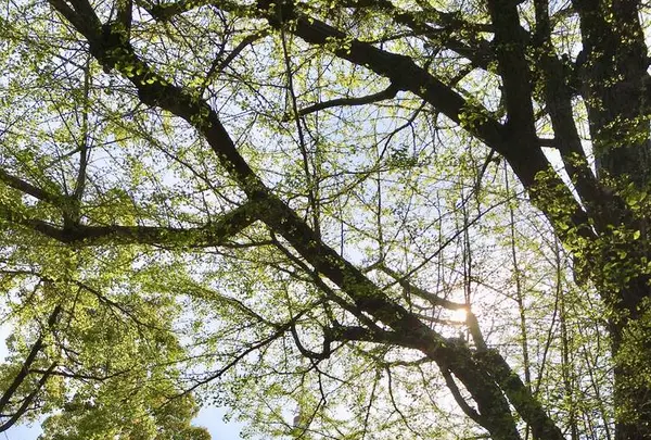 芝公園の写真・動画_image_552561