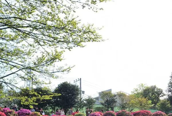 根津神社の写真・動画_image_554013