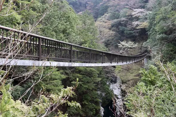 みたらい渓谷の写真・動画_image_555064