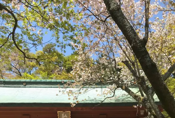 根香寺の写真・動画_image_555069