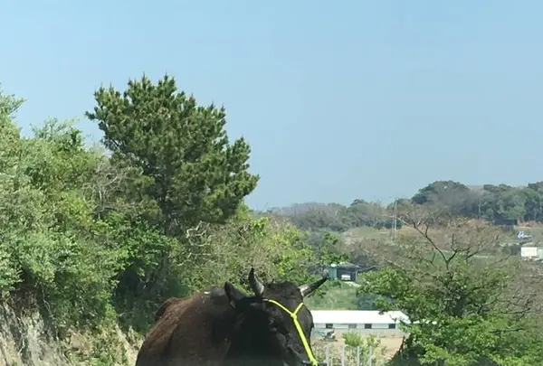 西ノ島町の写真・動画_image_556093