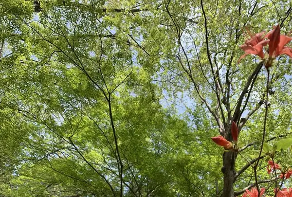 天覧山の写真・動画_image_557280