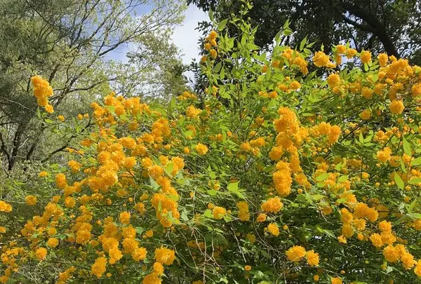 天覧山の写真・動画_image_557298