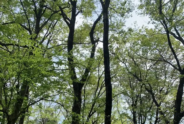 天覧山の写真・動画_image_557299