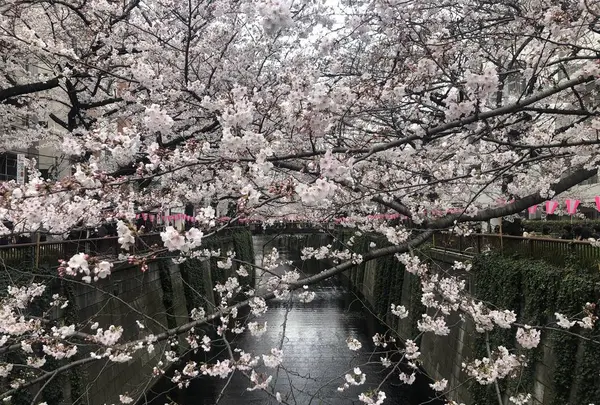 目黒川の写真・動画_image_557708