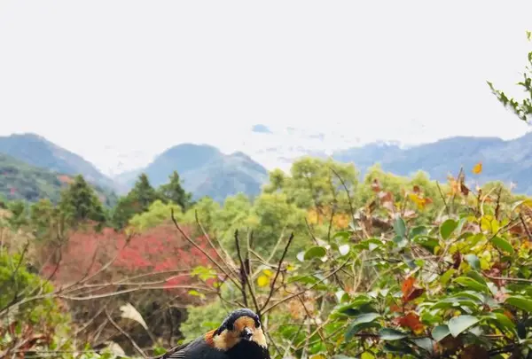 金峰山の写真・動画_image_558143
