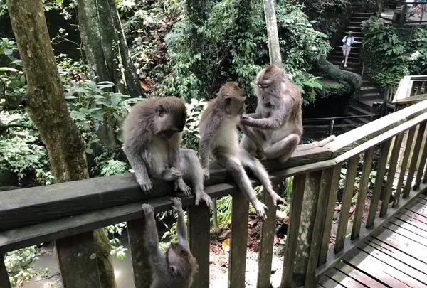 モンキーフォレスト（Monkey Forest）の写真・動画_image_558936