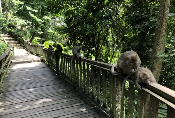 モンキーフォレスト（Monkey Forest）の写真・動画_image_558937
