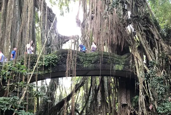 モンキーフォレスト（Monkey Forest）の写真・動画_image_558939