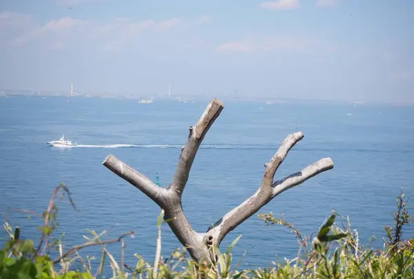 猿島の写真・動画_image_560980