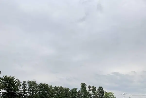 天王川公園の藤の写真・動画_image_561162