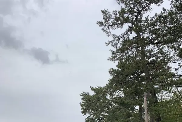 天王川公園の藤の写真・動画_image_561164