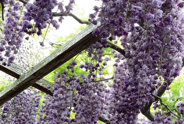 天王川公園の藤の写真・動画_image_561166