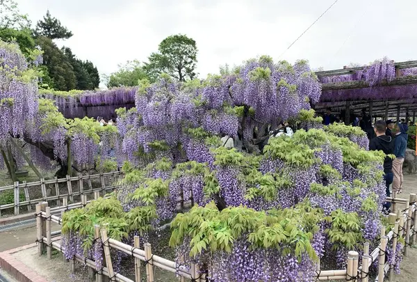 天王川公園の藤の写真・動画_image_561167