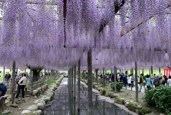 天王川公園の藤の写真・動画_image_561168