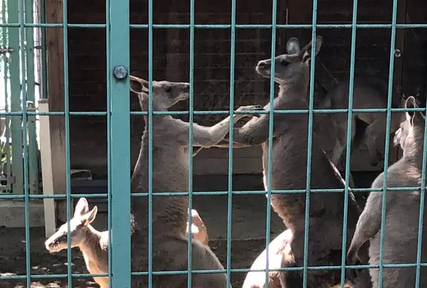 桐生が岡動物園の写真・動画_image_563843
