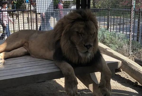 桐生が岡動物園の写真・動画_image_563845