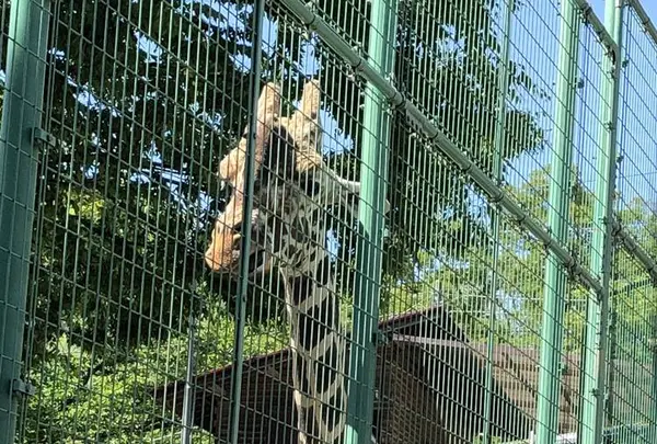 桐生が岡動物園の写真・動画_image_563846