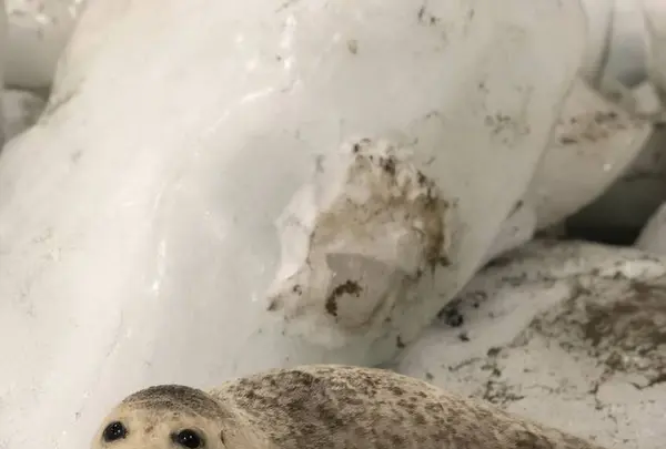 宗谷岬流氷館の写真・動画_image_563903