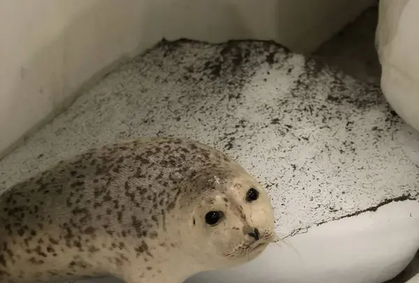 宗谷岬流氷館の写真・動画_image_563906