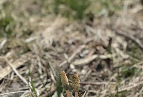 白い貝殻の道の写真・動画_image_563977