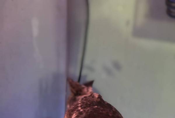 稚内市立ノシャップ寒流水族館の写真・動画_image_564014