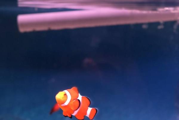 稚内市立ノシャップ寒流水族館の写真・動画_image_564016