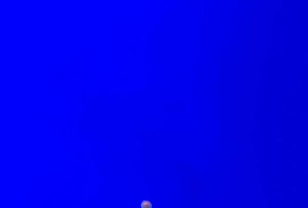 稚内市立ノシャップ寒流水族館の写真・動画_image_564018