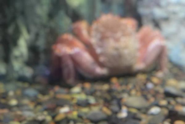 稚内市立ノシャップ寒流水族館の写真・動画_image_564019