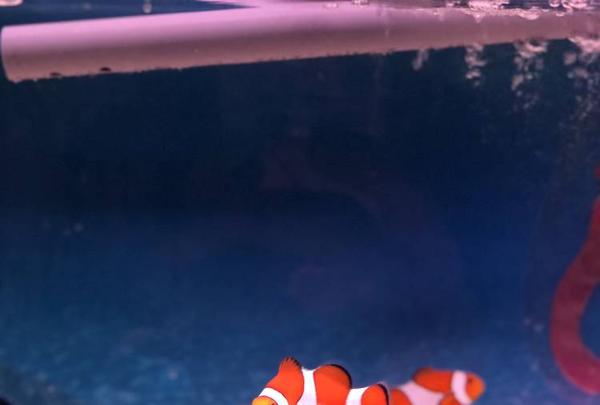 稚内市立ノシャップ寒流水族館の写真・動画_image_564020