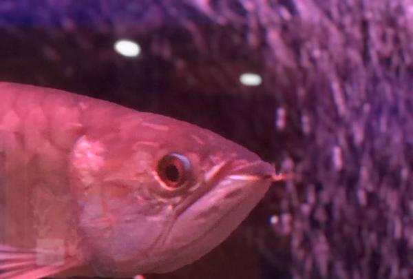 稚内市立ノシャップ寒流水族館の写真・動画_image_564022