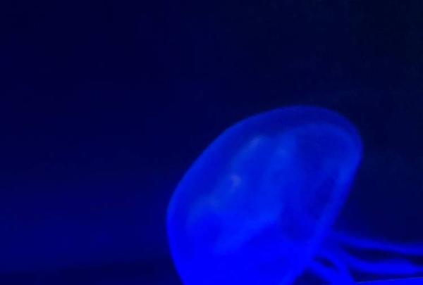 稚内市立ノシャップ寒流水族館の写真・動画_image_564024