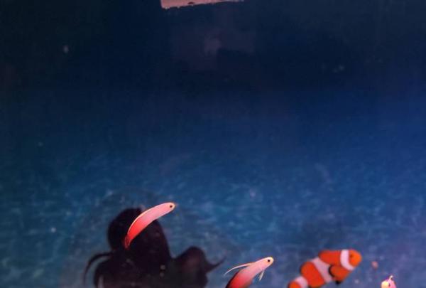 稚内市立ノシャップ寒流水族館の写真・動画_image_564025