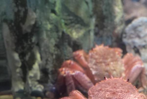 稚内市立ノシャップ寒流水族館の写真・動画_image_564028