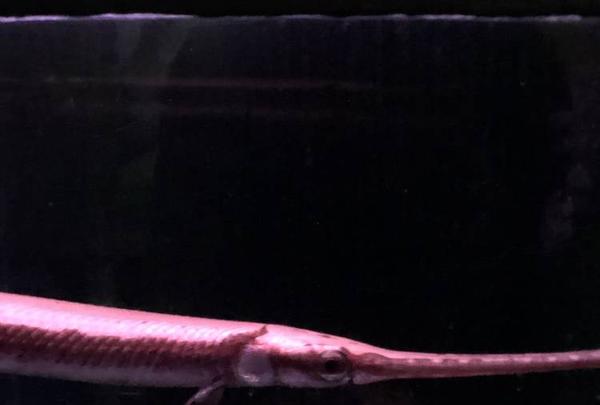 稚内市立ノシャップ寒流水族館の写真・動画_image_564029