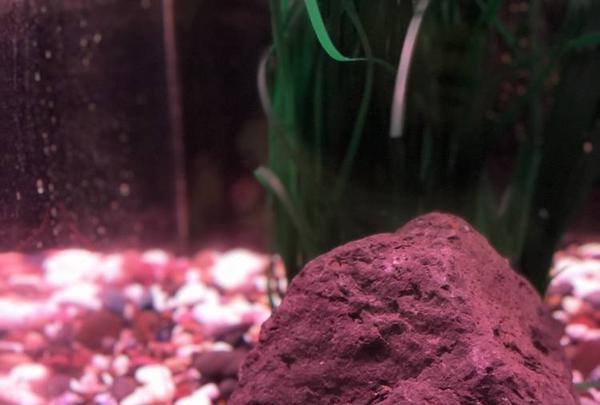 稚内市立ノシャップ寒流水族館の写真・動画_image_564032