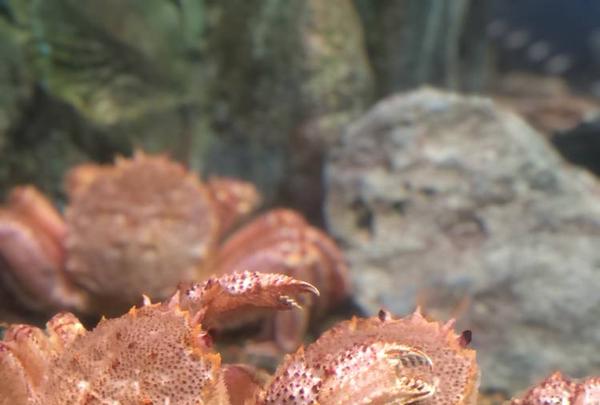 稚内市立ノシャップ寒流水族館の写真・動画_image_564033
