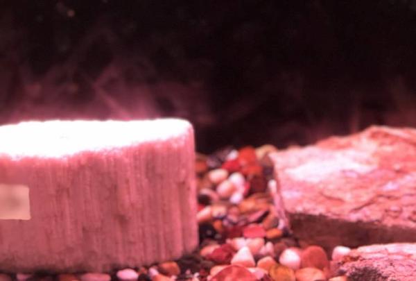 稚内市立ノシャップ寒流水族館の写真・動画_image_564034