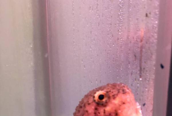 稚内市立ノシャップ寒流水族館の写真・動画_image_564035