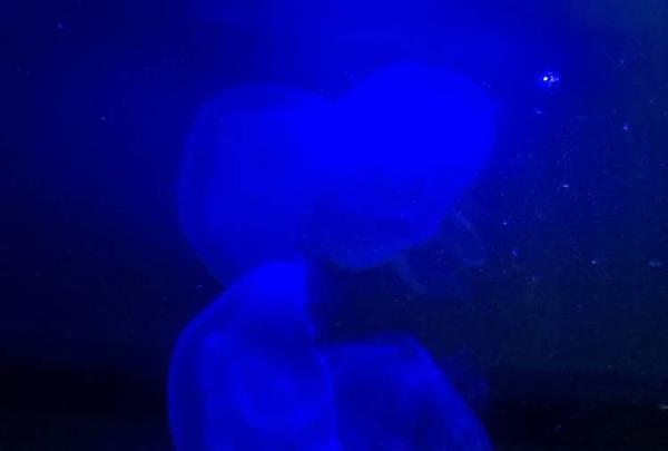 稚内市立ノシャップ寒流水族館の写真・動画_image_564036