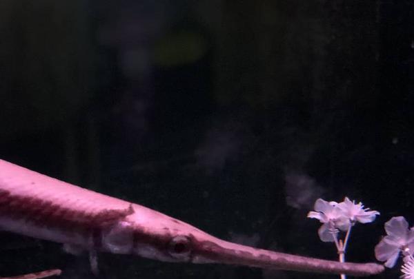 稚内市立ノシャップ寒流水族館の写真・動画_image_564038