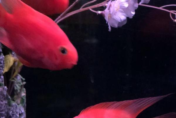 稚内市立ノシャップ寒流水族館の写真・動画_image_564039