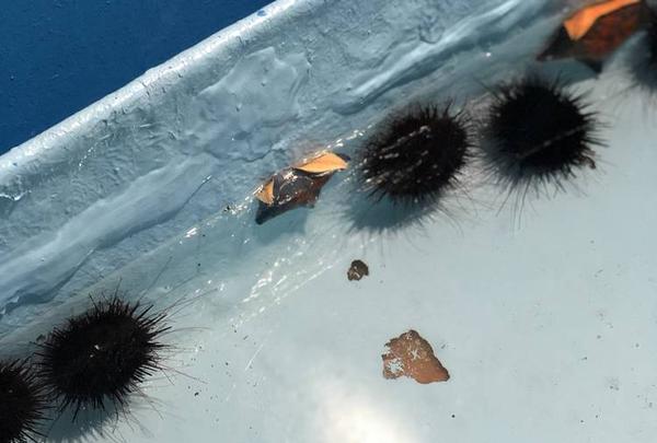 稚内市立ノシャップ寒流水族館の写真・動画_image_564040