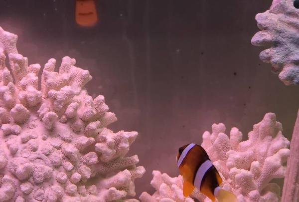 稚内市立ノシャップ寒流水族館の写真・動画_image_564041