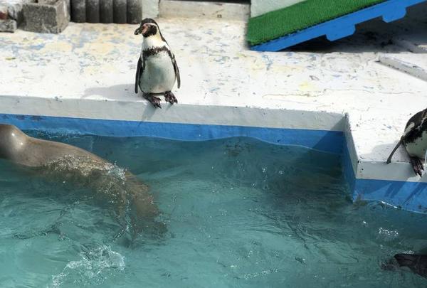 稚内市立ノシャップ寒流水族館の写真・動画_image_564042