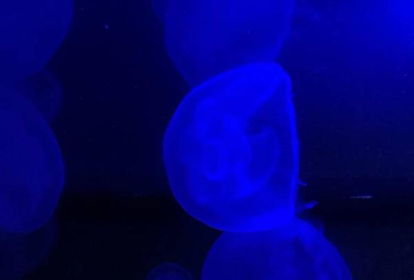 稚内市立ノシャップ寒流水族館の写真・動画_image_564043